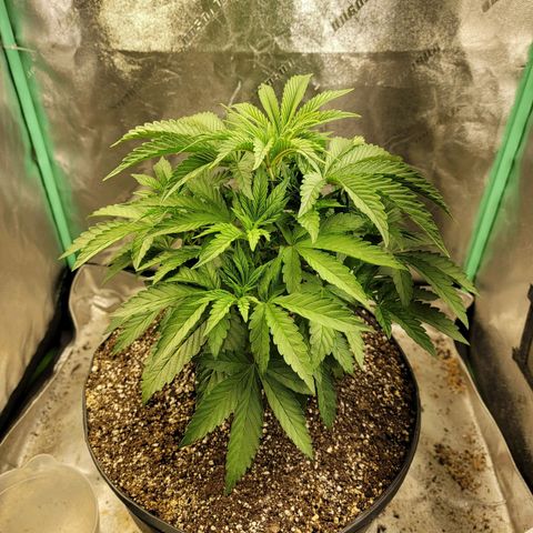 Critical Orange Punch growlog timeline photo