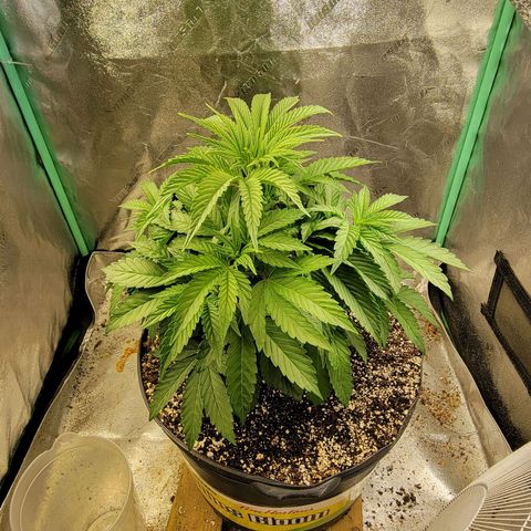 Critical Orange Punch growlog timeline photo
