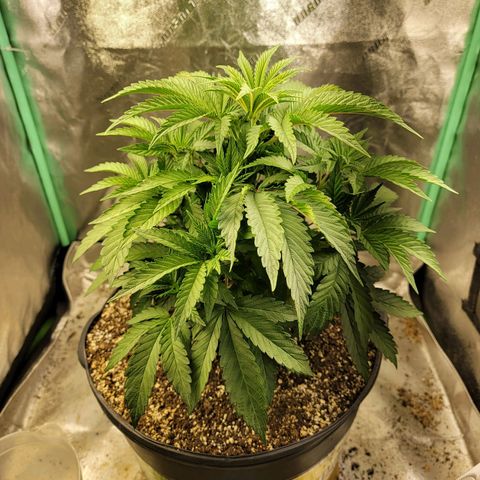 Critical Orange Punch growlog timeline photo