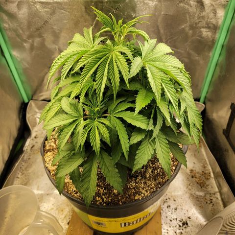 Critical Orange Punch growlog timeline photo