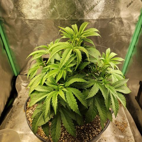 Critical Orange Punch growlog timeline photo