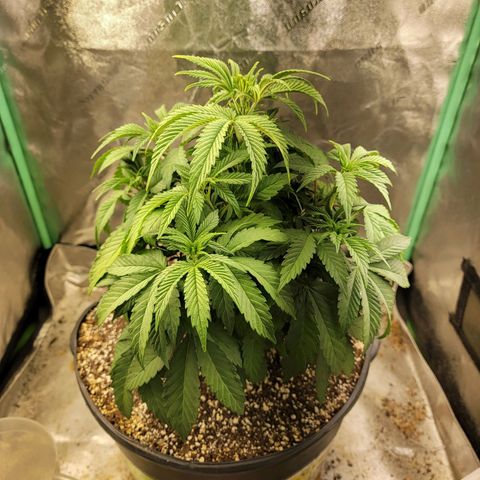 Critical Orange Punch growlog timeline photo