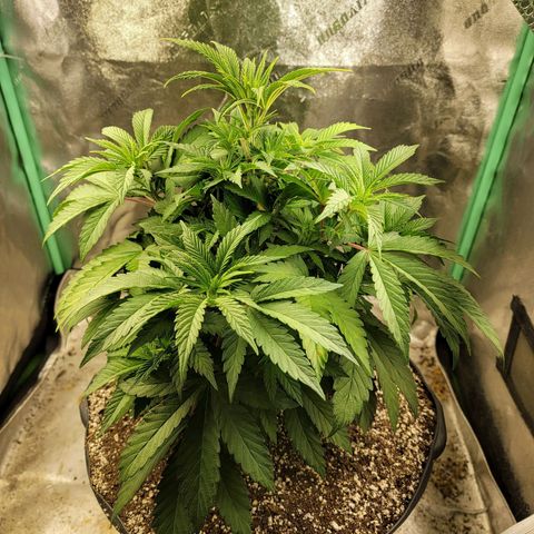 Critical Orange Punch growlog timeline photo