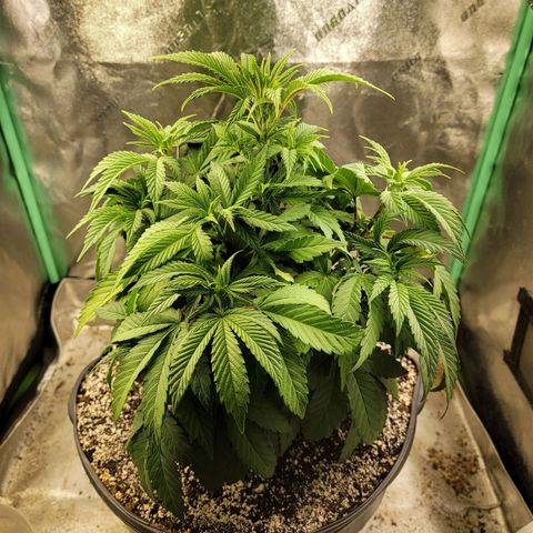 Critical Orange Punch growlog timeline photo