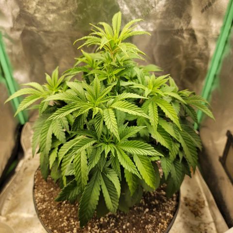 Critical Orange Punch growlog timeline photo