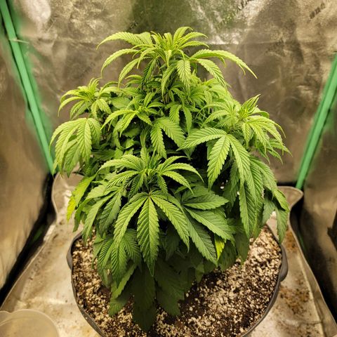 Critical Orange Punch growlog timeline photo