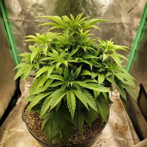 Critical Orange Punch growlog timeline photo