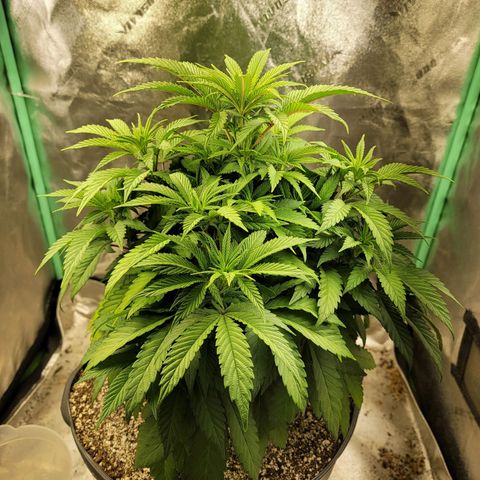 Critical Orange Punch growlog timeline photo