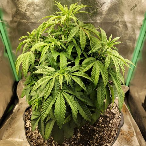 Critical Orange Punch growlog timeline photo