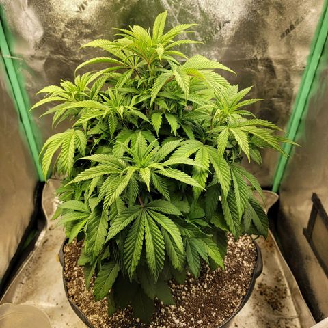 Critical Orange Punch growlog timeline photo