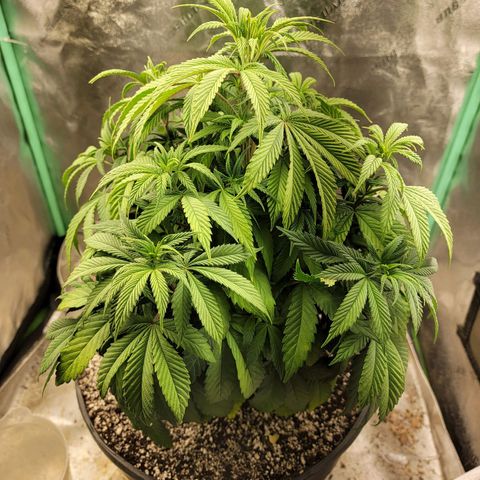 Critical Orange Punch growlog timeline photo