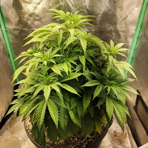 Critical Orange Punch growlog timeline photo