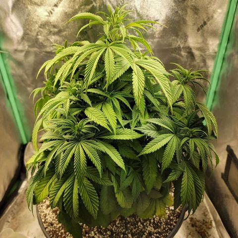 Critical Orange Punch growlog timeline photo