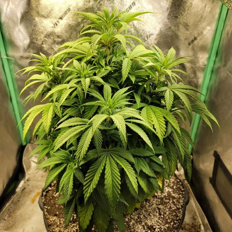 Critical Orange Punch growlog timeline photo