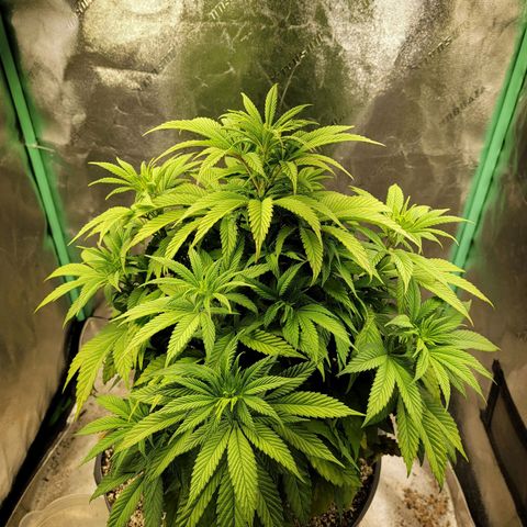 Critical Orange Punch growlog timeline photo