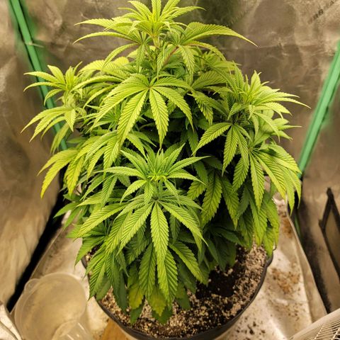 Critical Orange Punch growlog timeline photo
