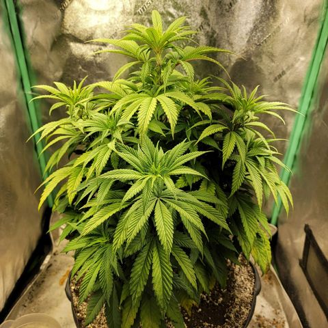 Critical Orange Punch growlog timeline photo