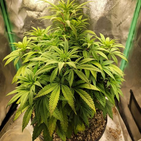 Critical Orange Punch growlog timeline photo