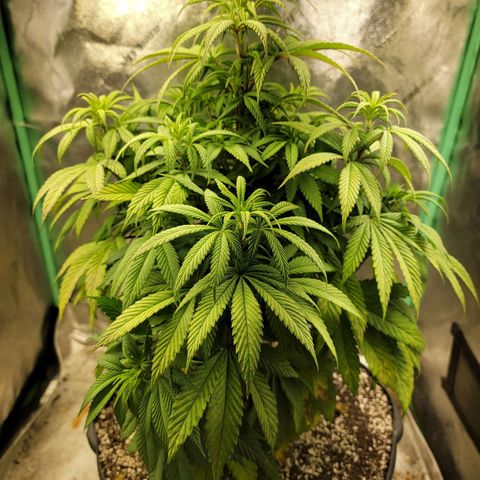 Critical Orange Punch growlog timeline photo