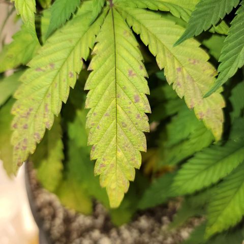 Critical Orange Punch growlog timeline photo