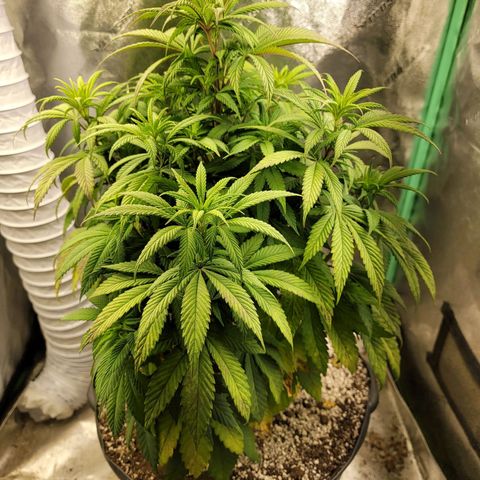 Critical Orange Punch growlog timeline photo