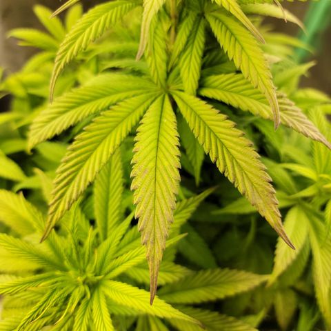 Critical Orange Punch growlog timeline photo