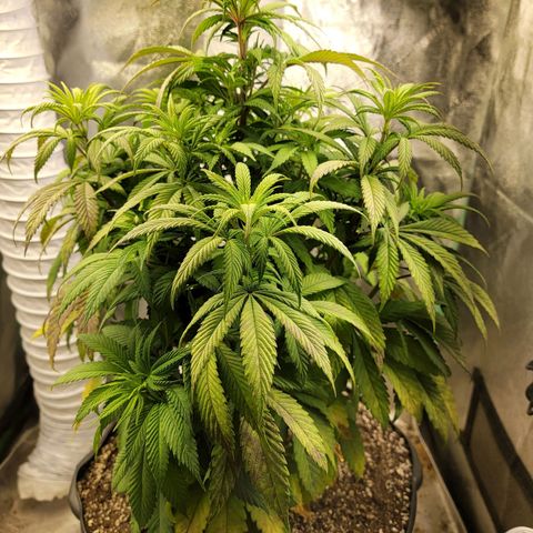 Critical Orange Punch growlog timeline photo
