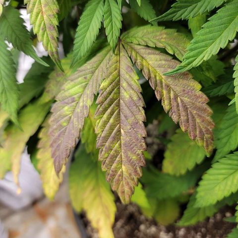 Critical Orange Punch growlog timeline photo