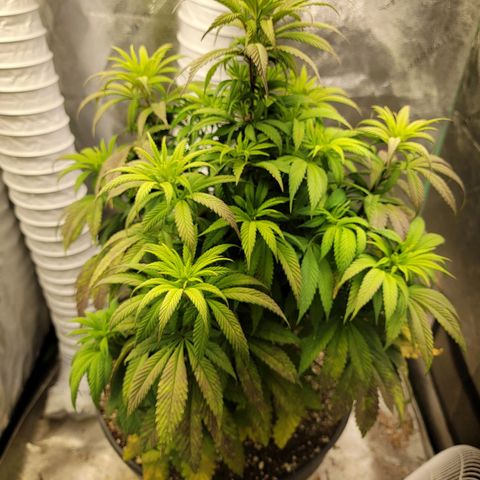 Critical Orange Punch growlog timeline photo