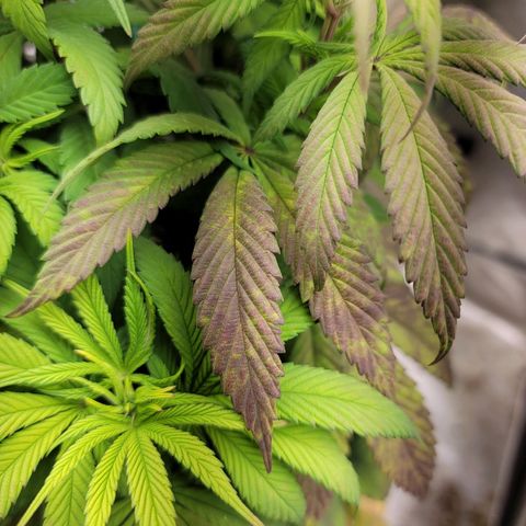 Critical Orange Punch growlog timeline photo