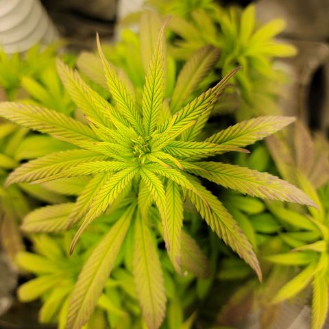 Critical Orange Punch growlog timeline photo