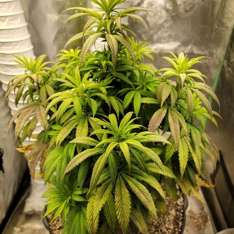 Critical Orange Punch growlog timeline photo