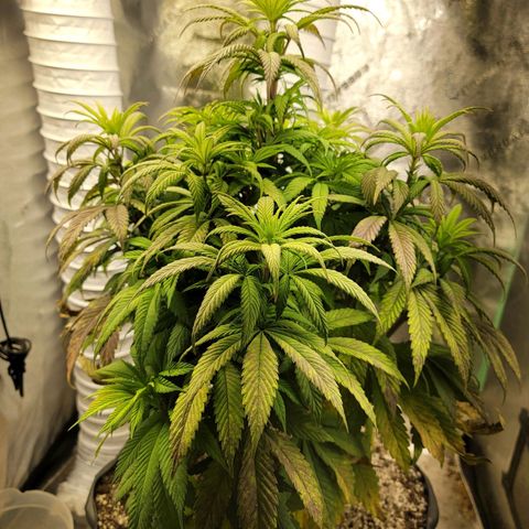 Critical Orange Punch growlog timeline photo