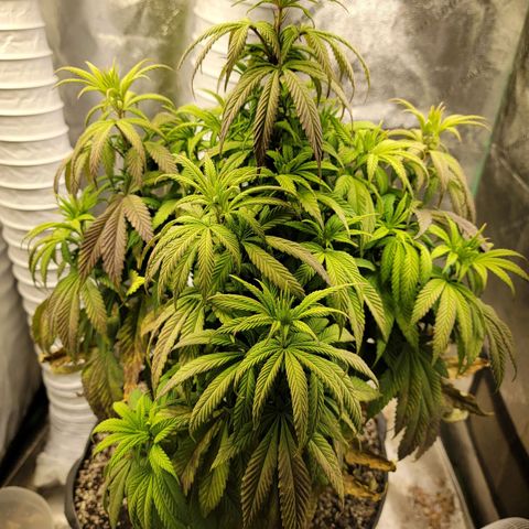 Critical Orange Punch growlog timeline photo