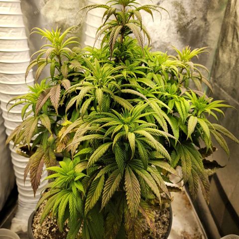 Critical Orange Punch growlog timeline photo