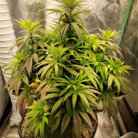 Critical Orange Punch growlog timeline photo