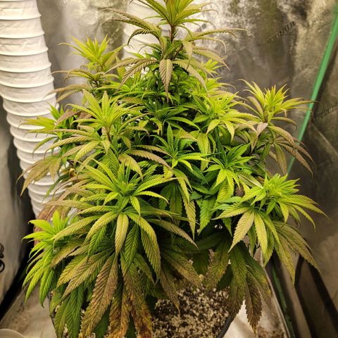 Critical Orange Punch growlog timeline photo