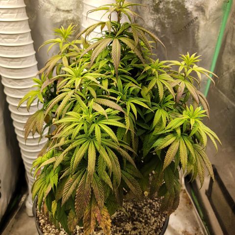 Critical Orange Punch growlog timeline photo