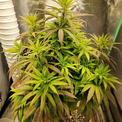 Critical Orange Punch growlog timeline photo