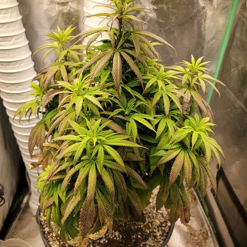 Critical Orange Punch growlog timeline photo