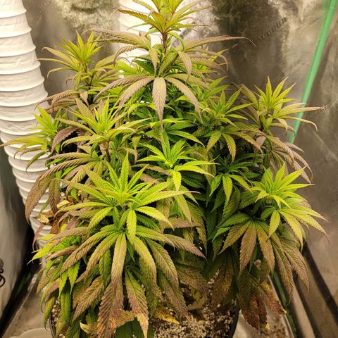 Critical Orange Punch growlog timeline photo