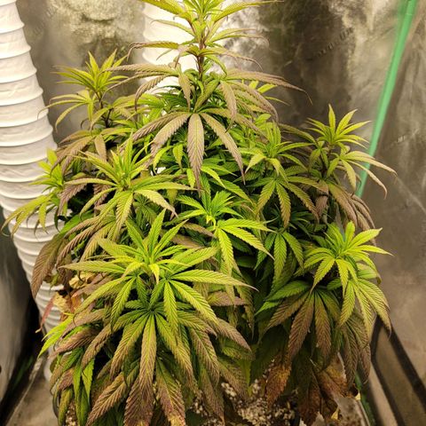 Critical Orange Punch growlog timeline photo