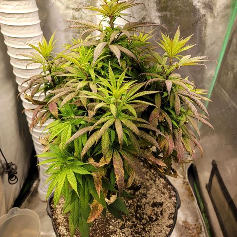 Critical Orange Punch growlog timeline photo