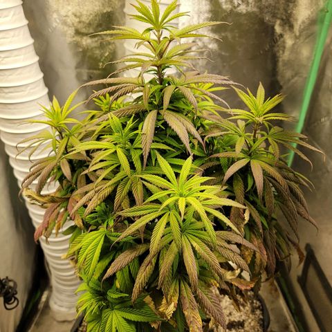 Critical Orange Punch growlog timeline photo