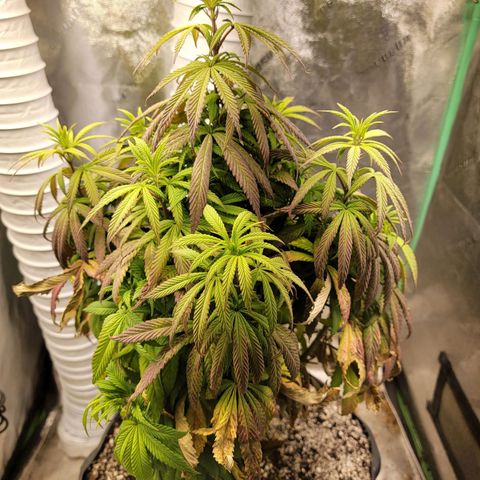 Critical Orange Punch growlog timeline photo
