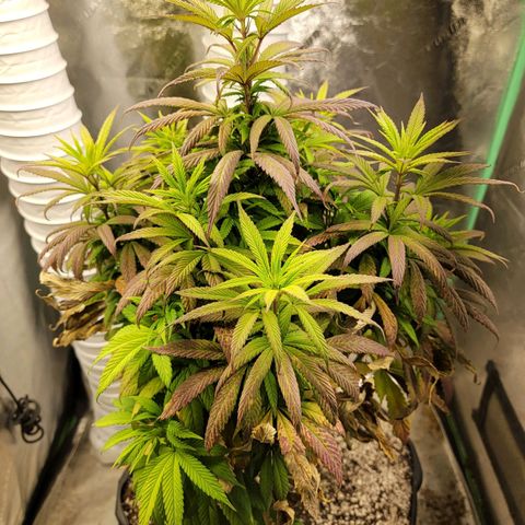 Critical Orange Punch growlog timeline photo