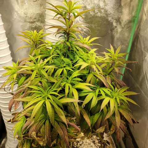 Critical Orange Punch growlog timeline photo
