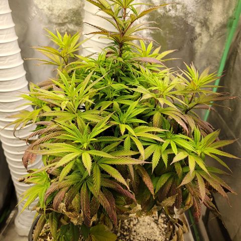 Critical Orange Punch growlog timeline photo