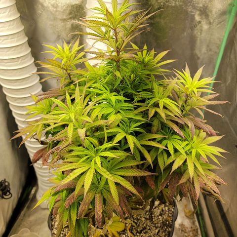 Critical Orange Punch growlog timeline photo