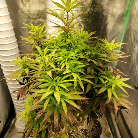 Critical Orange Punch growlog timeline photo